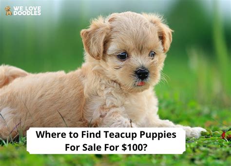 Teacup Maltese dogs are loved for their long luxurious hair and adorable personalities. . Teacup puppies for sale 100